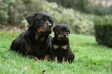 ROTTWEILER 380